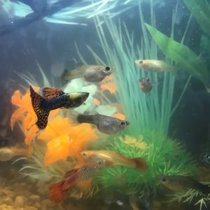 5 mixed guppies males and females